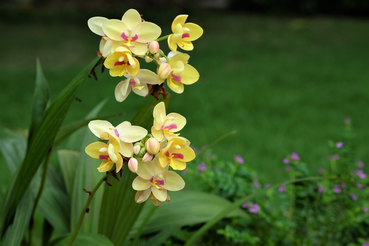 flowers orchids phu free photo