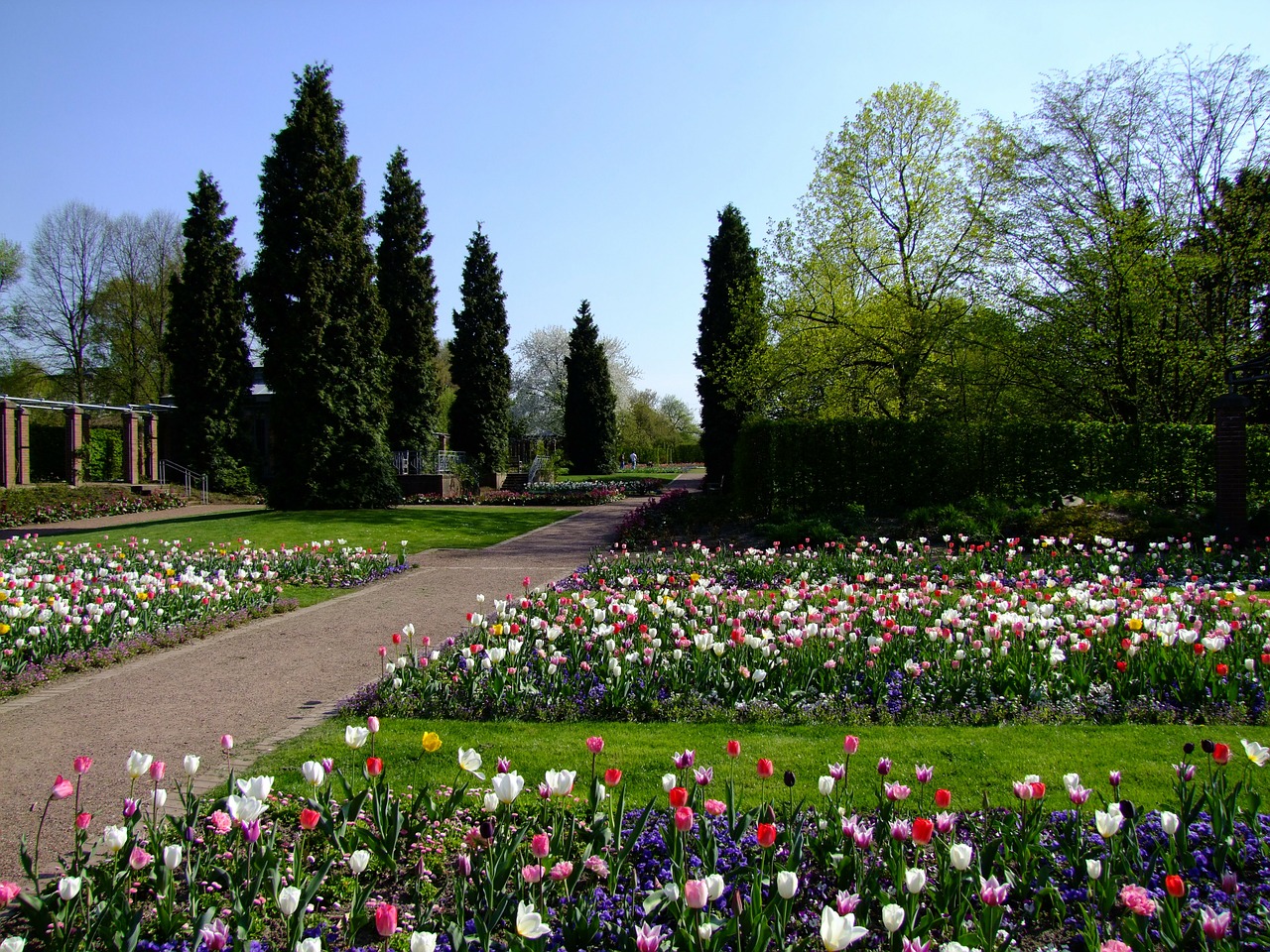 flowers spring tulips free photo