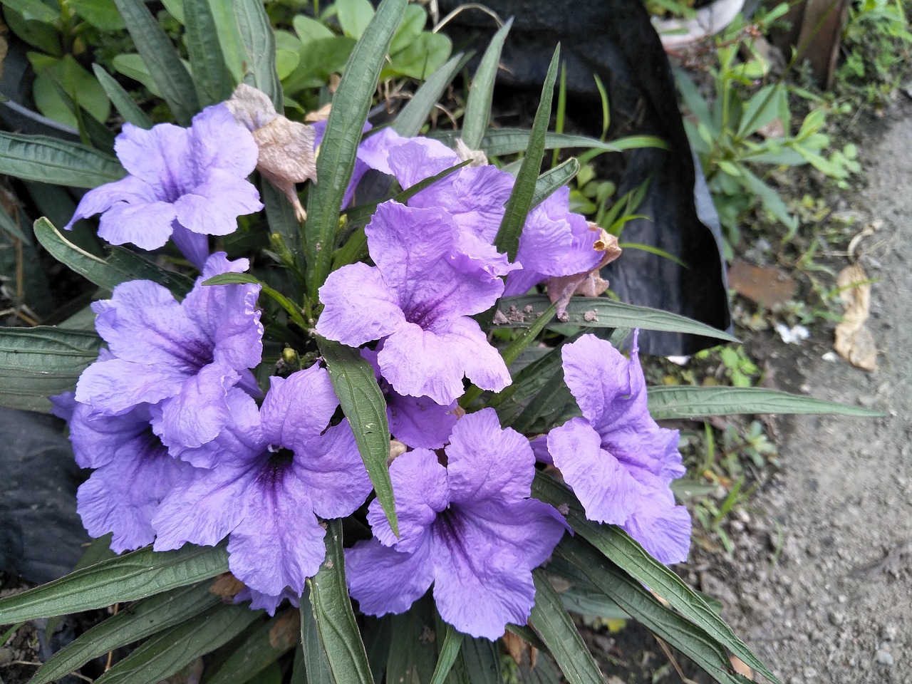 flowers plant flowers roadside free photo