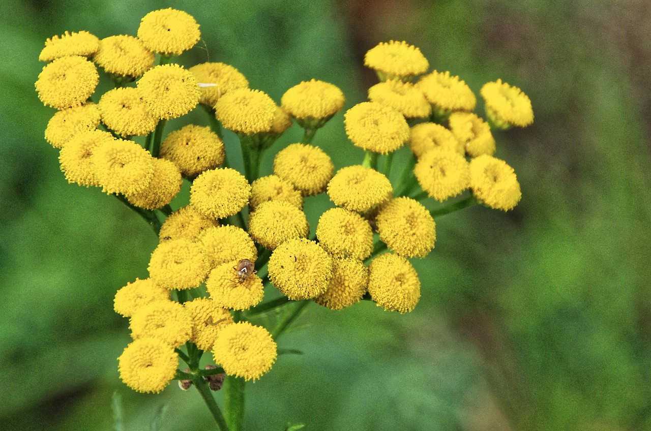 flowers yellow beetle free photo