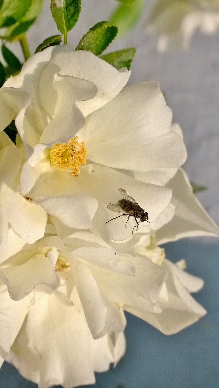 flowers fly white free photo
