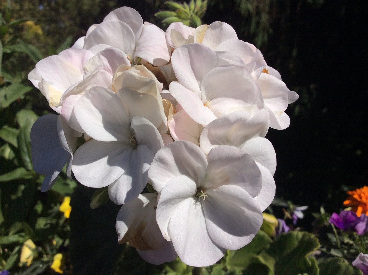 flowers garden and white free photo