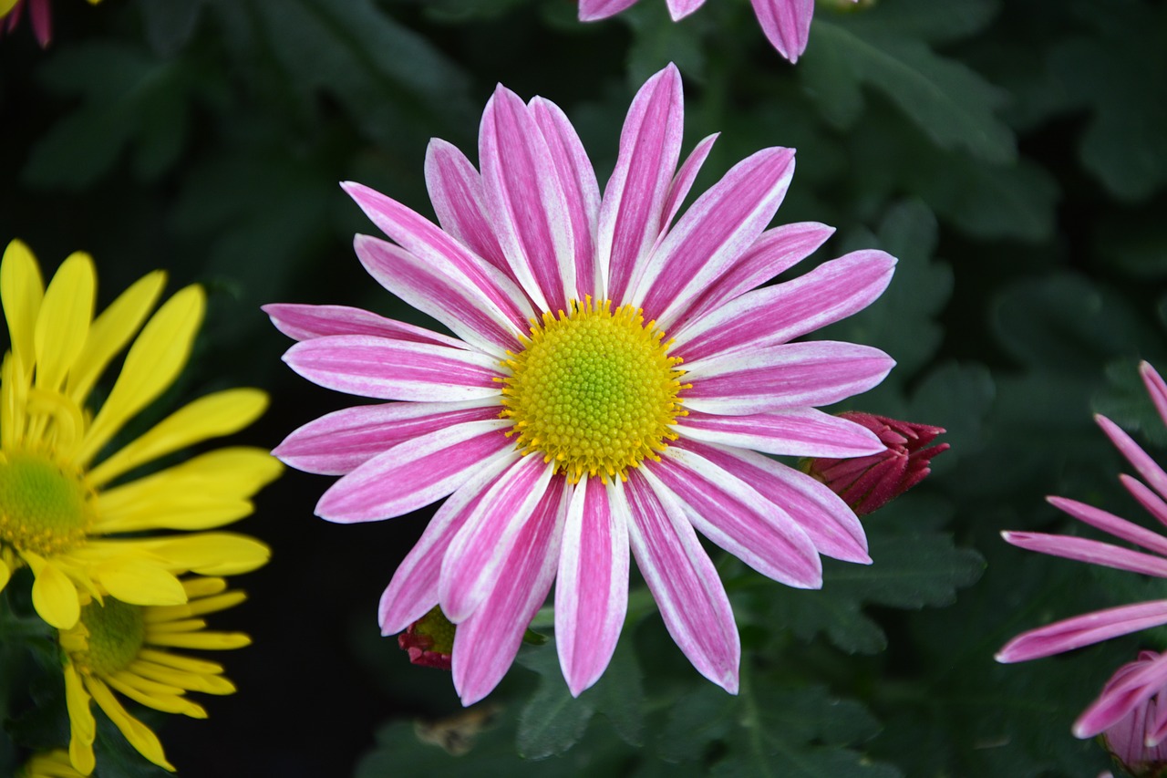 flowers colors yellow white purple free photo