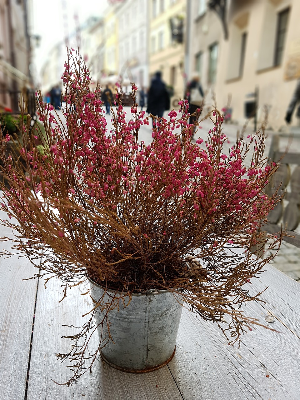 flowers street bright colors free photo