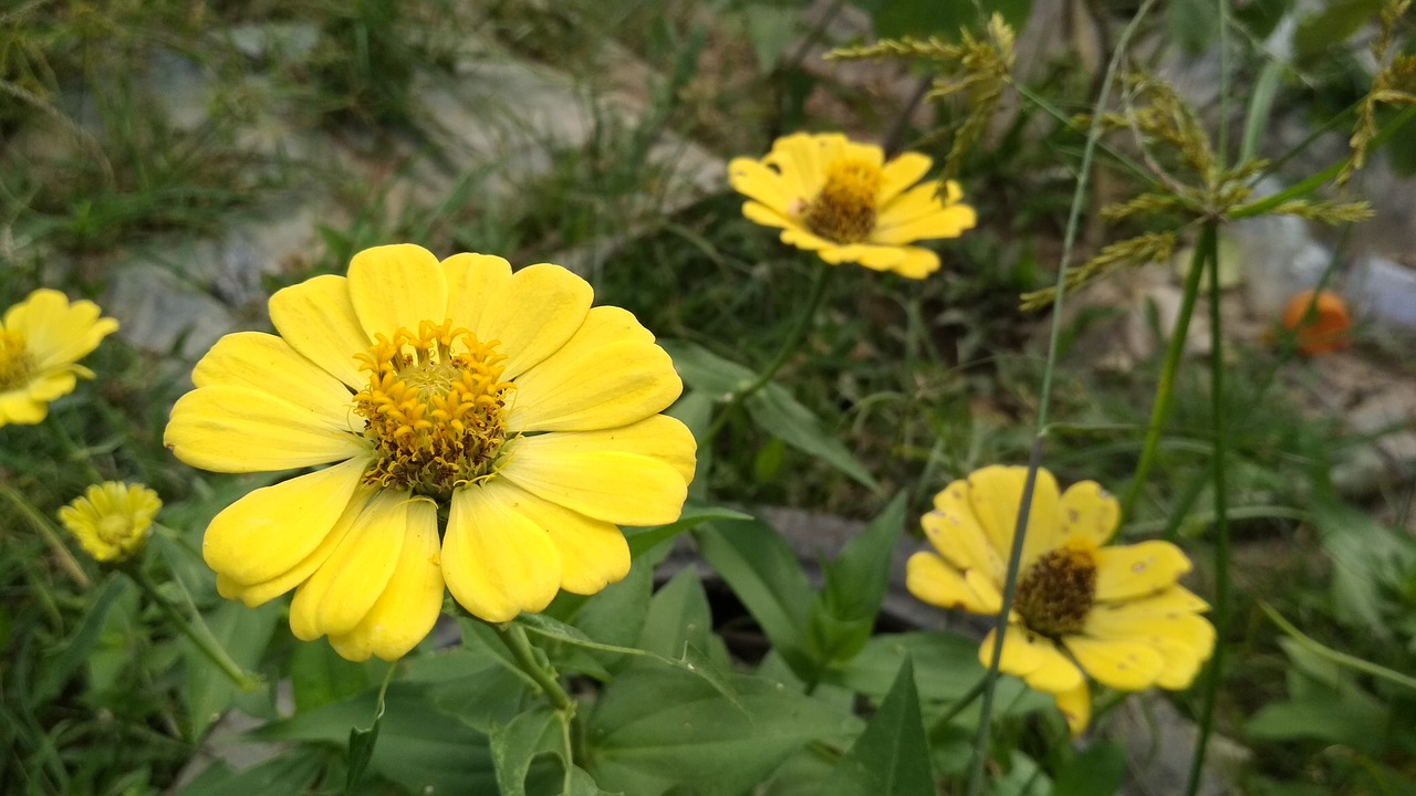 flowers yellow green free photo