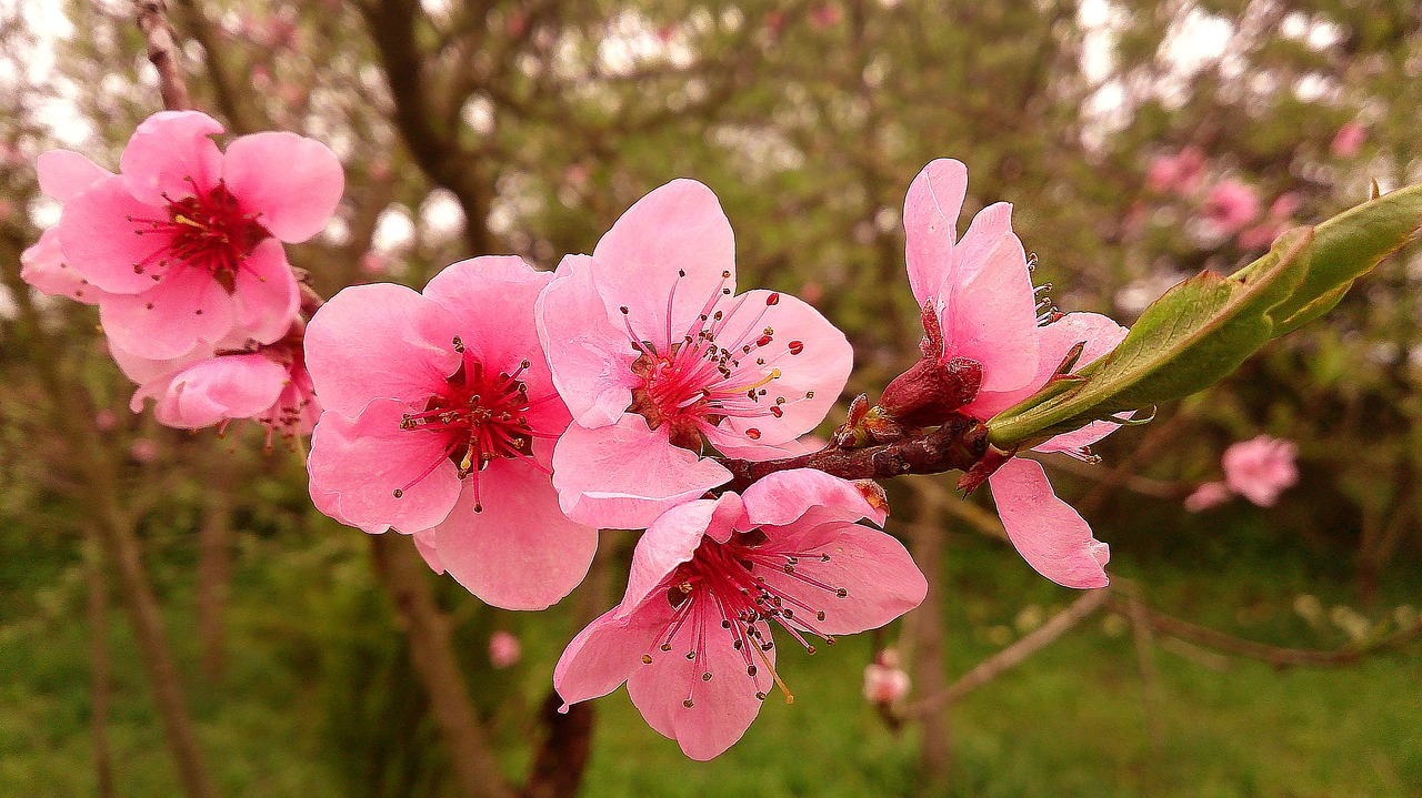 flowers bloom flowering tree free photo