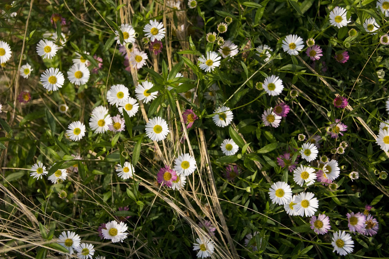 flowers nature garden free photo