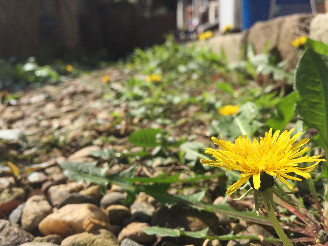 flowers dandelion plants free photo