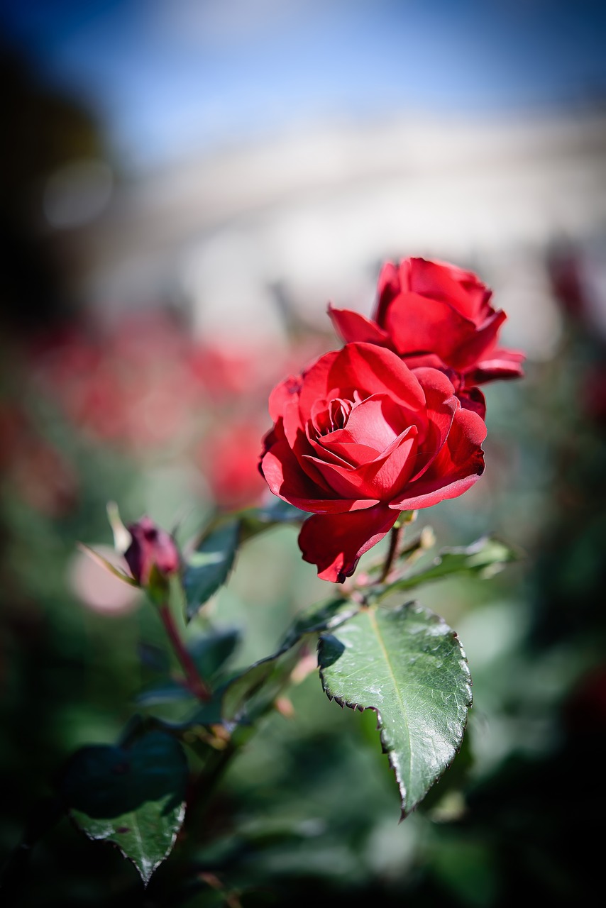 flowers rose landscape photography free photo