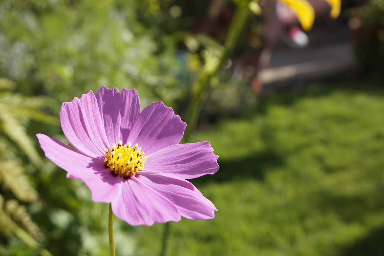 flowers asusenas garden free photo