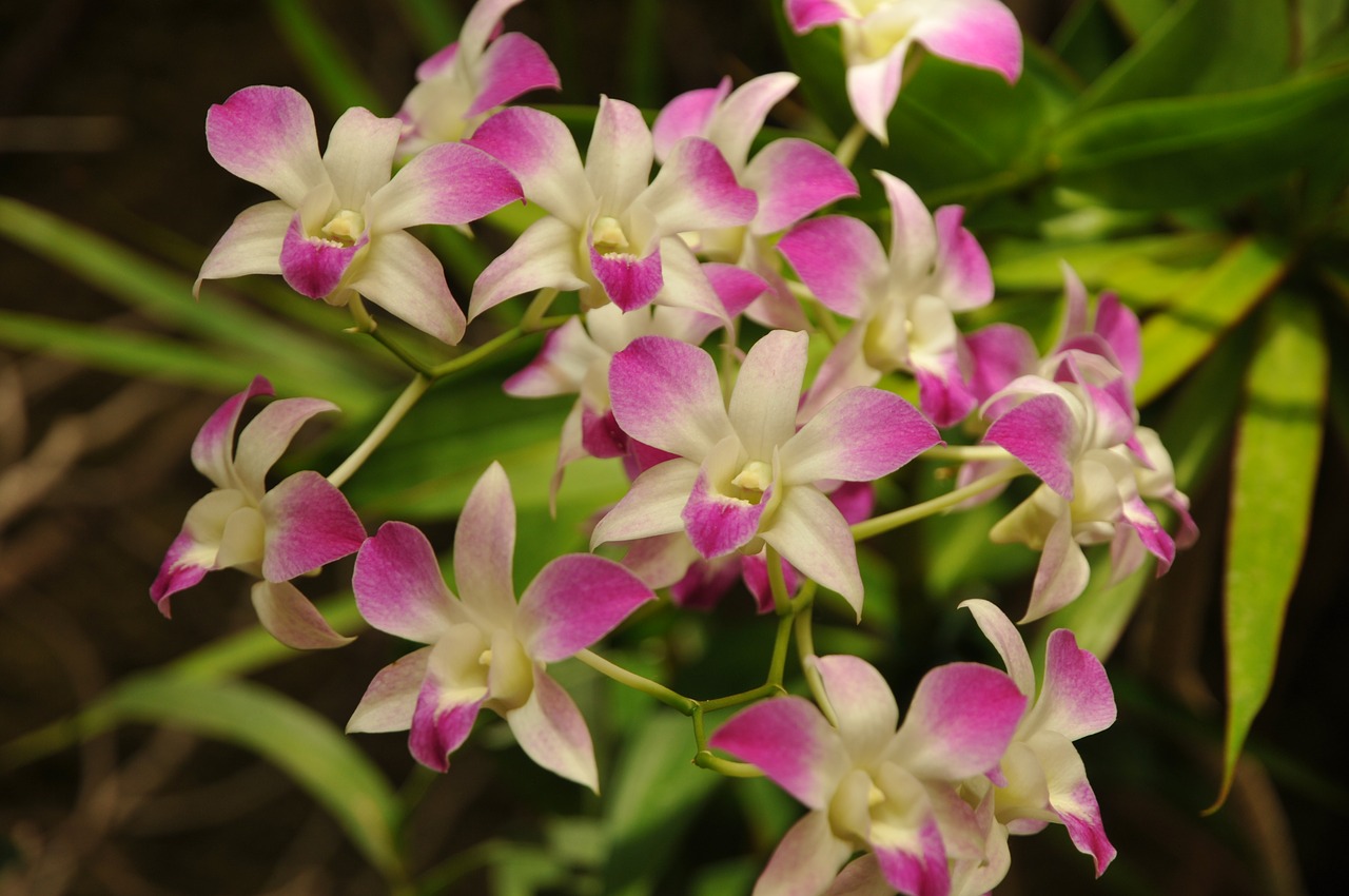 flowers the background violet free photo