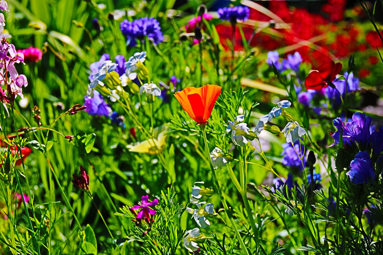 flowers field summer free photo