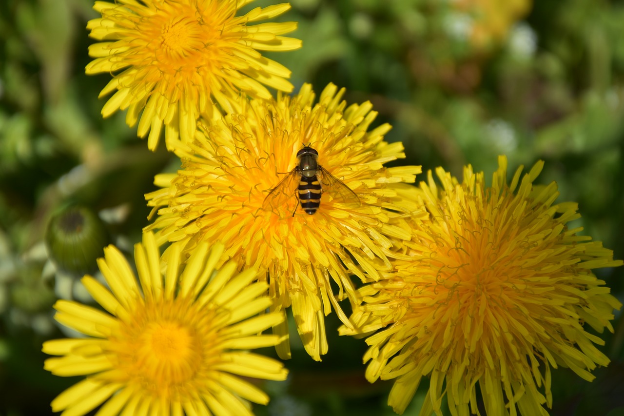 flowers bee insect free photo