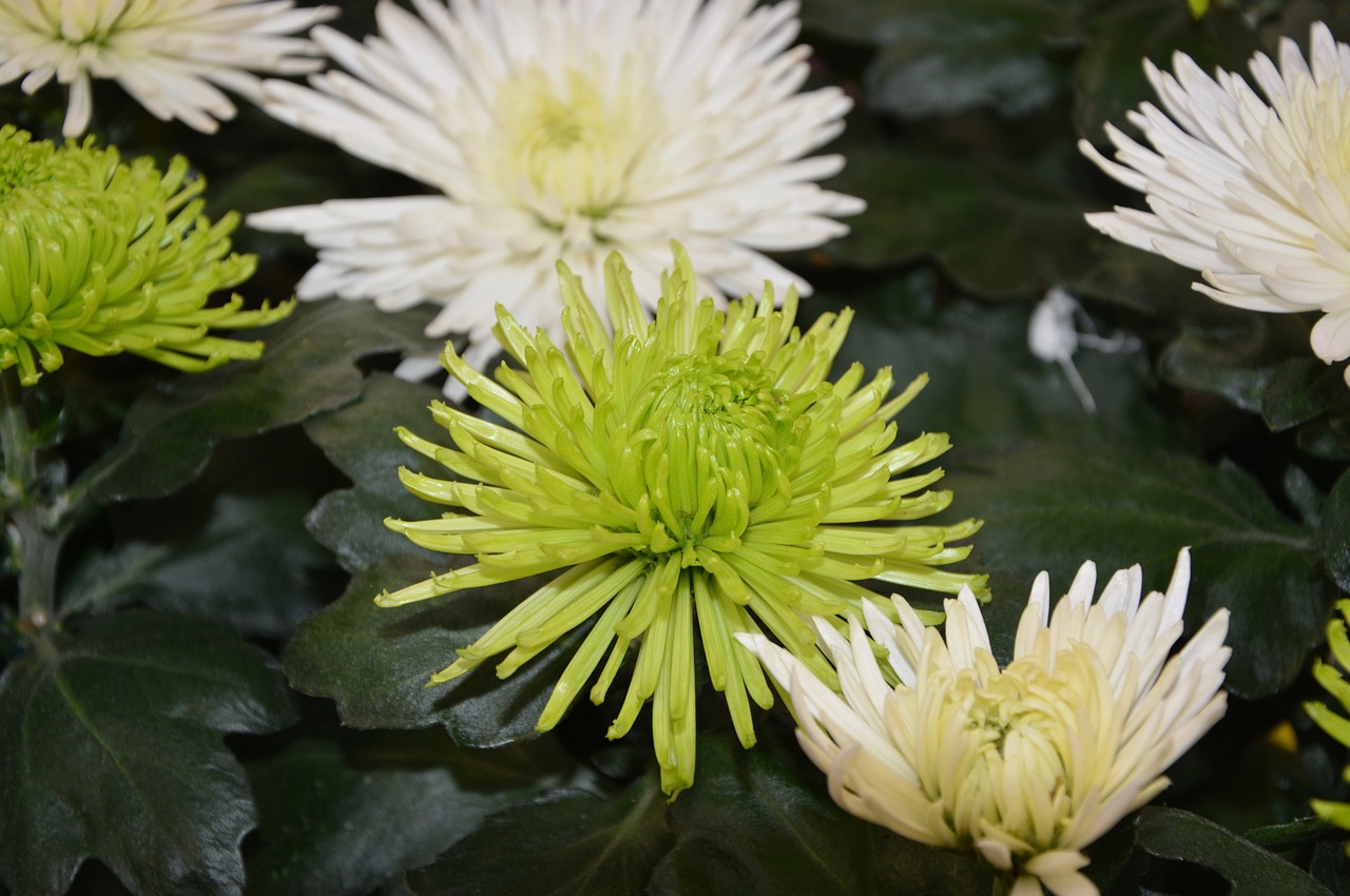 flowers flowers green white bouquet free photo