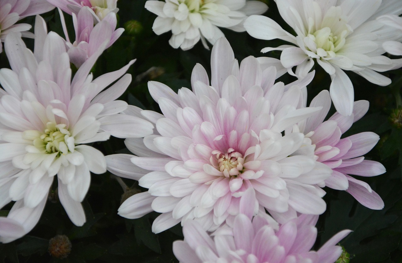 flowers white flowers roses free photo