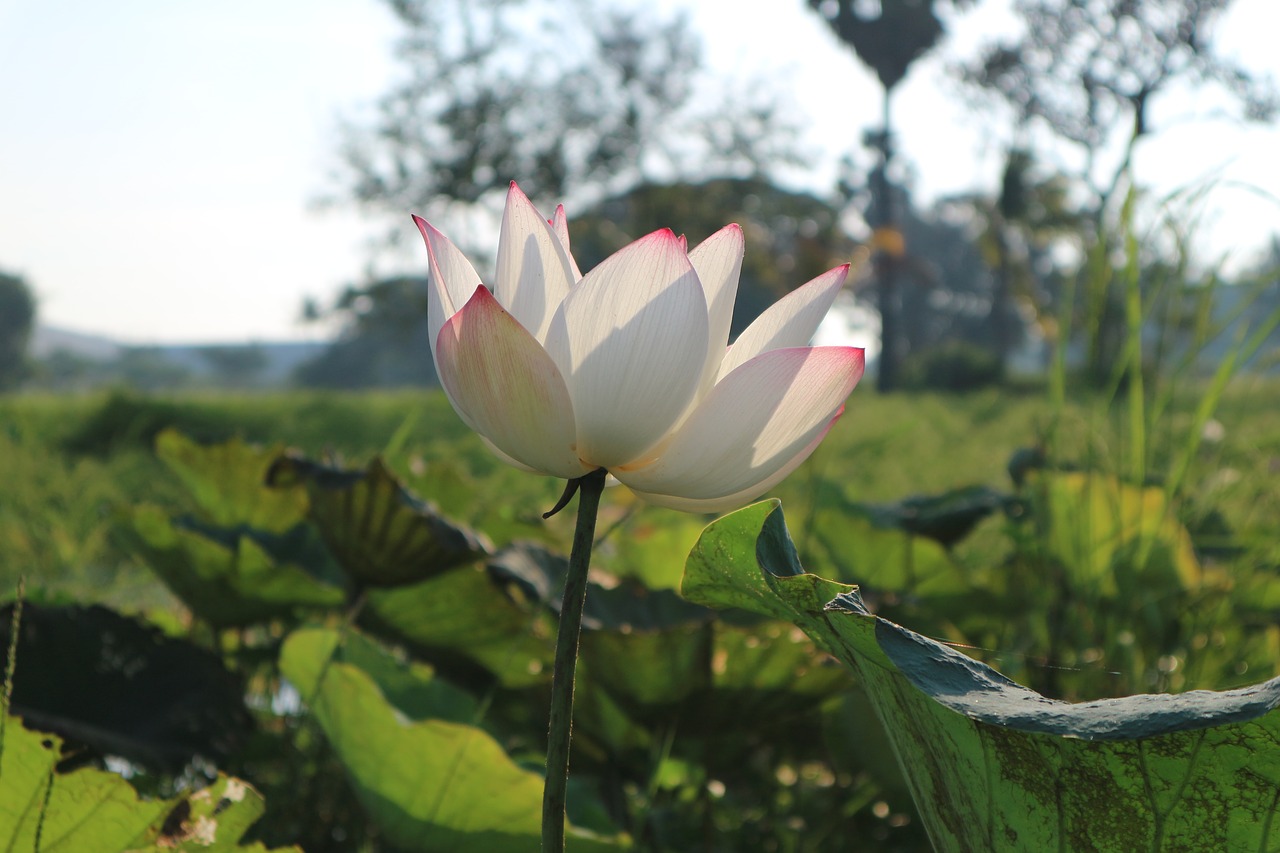 flowers lotus lotus colors free photo