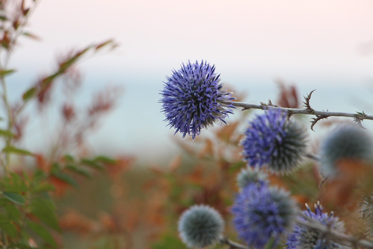 flowers sunset thistle free photo