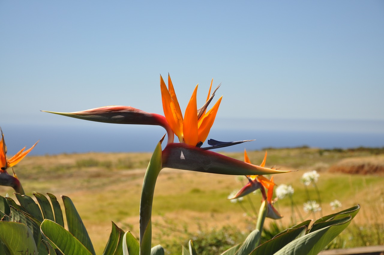 flowers plant nature free photo