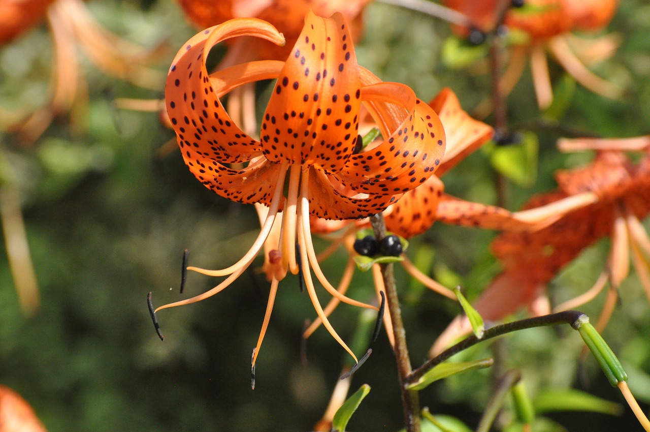 flowers summer garden free photo