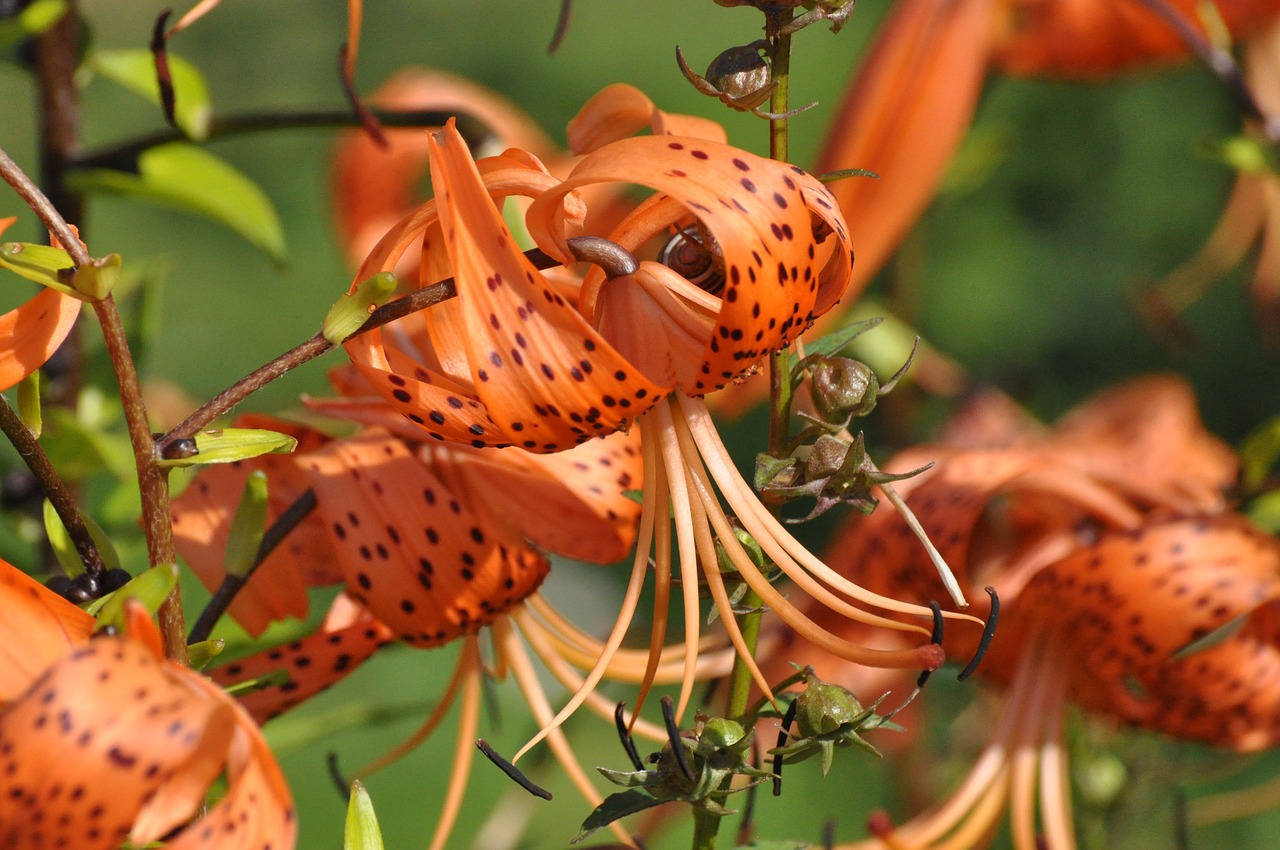 flowers summer garden free photo