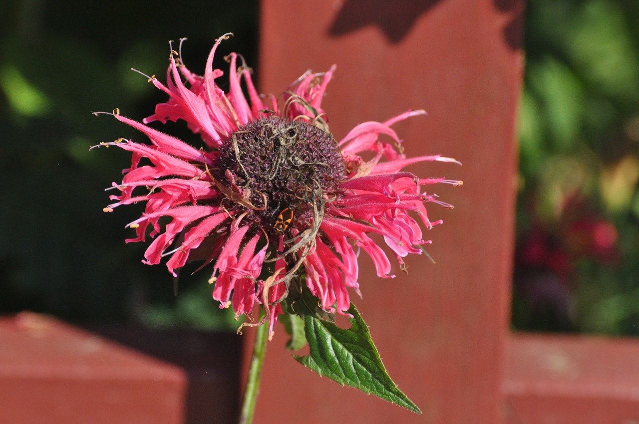 flowers summer garden free photo