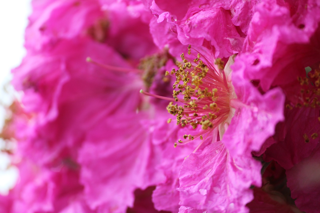 flowers pollen grain pink free photo