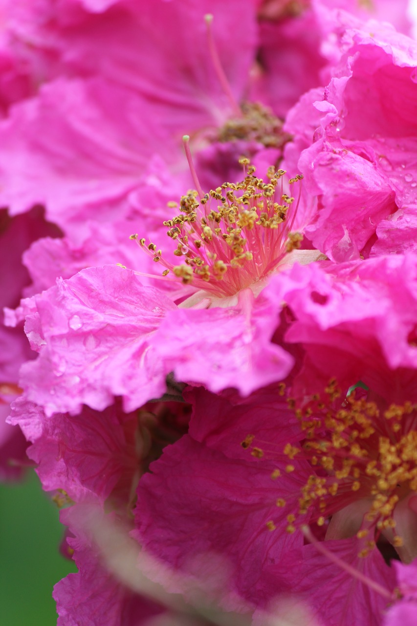 flowers pollen grain pink free photo