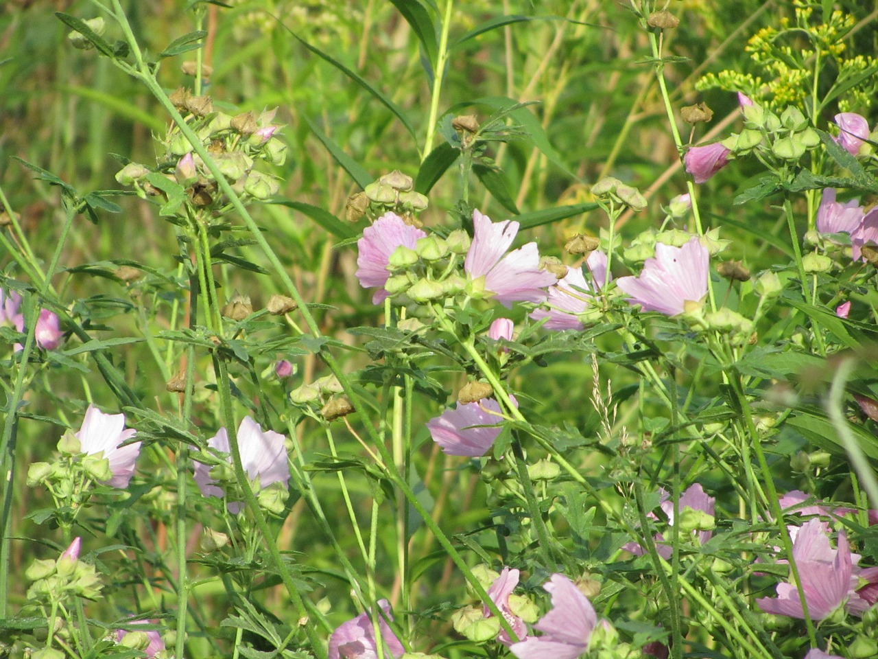 flowers paarsenbloemen pink flower free photo