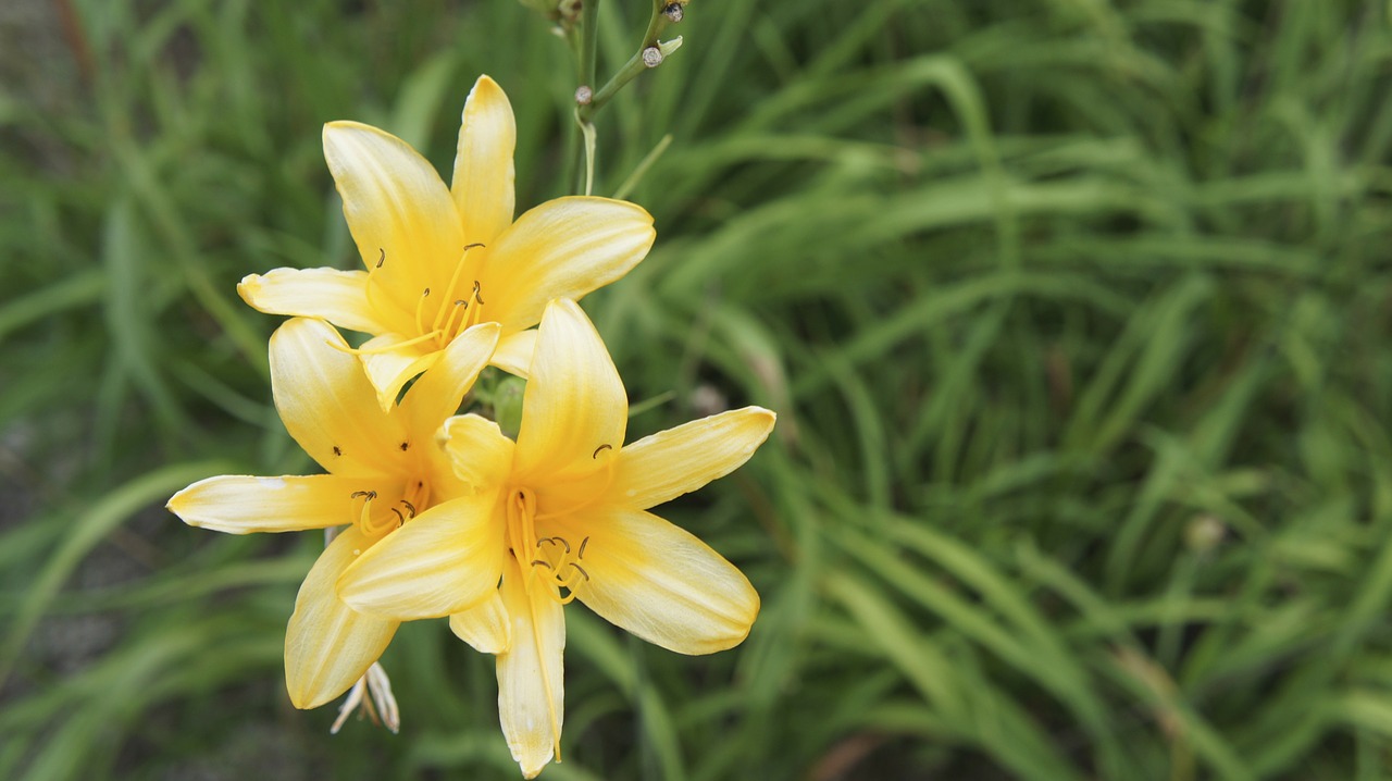 flowers plants yellow flower free photo