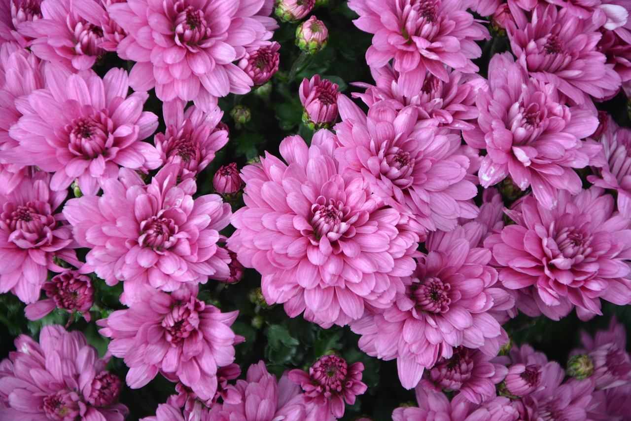 flowers flowers pink color purple free photo