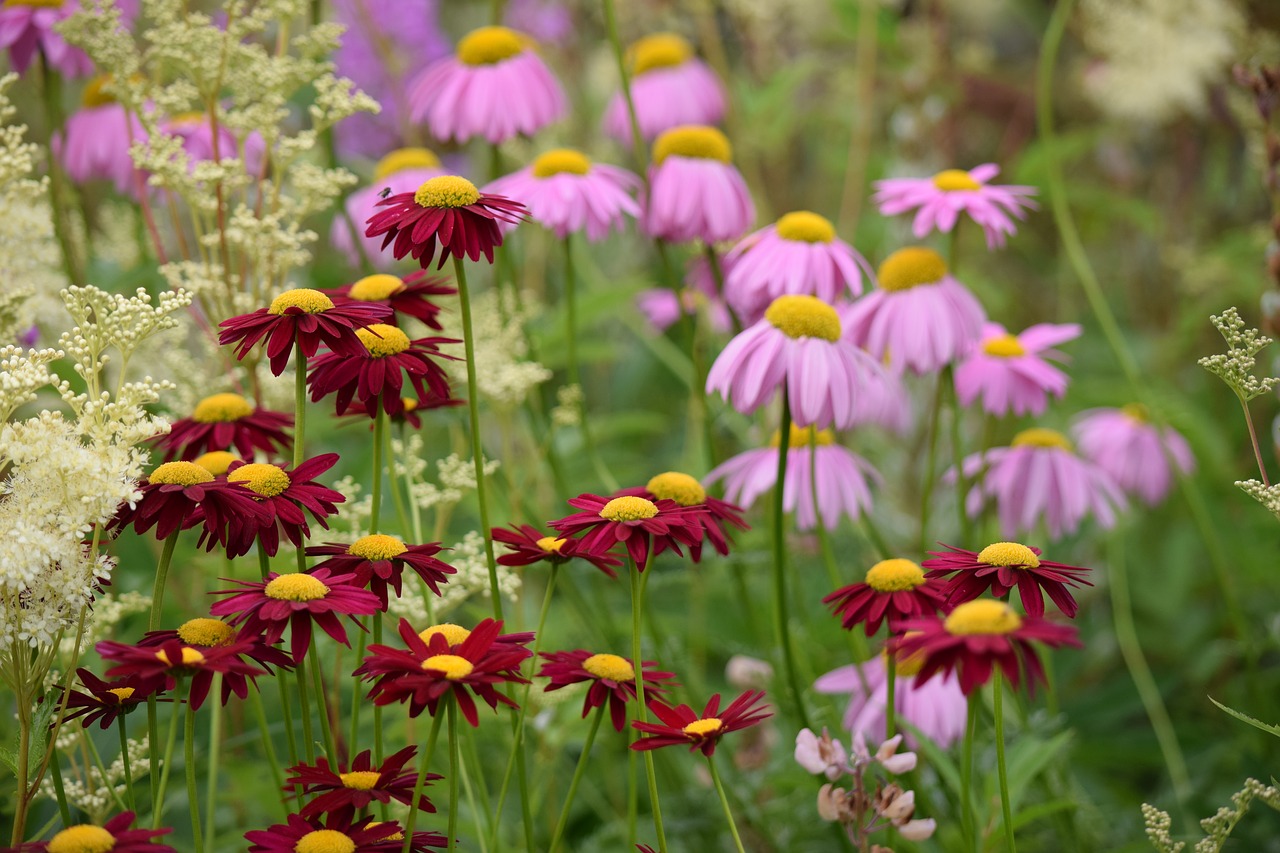 flowers pink spring free photo