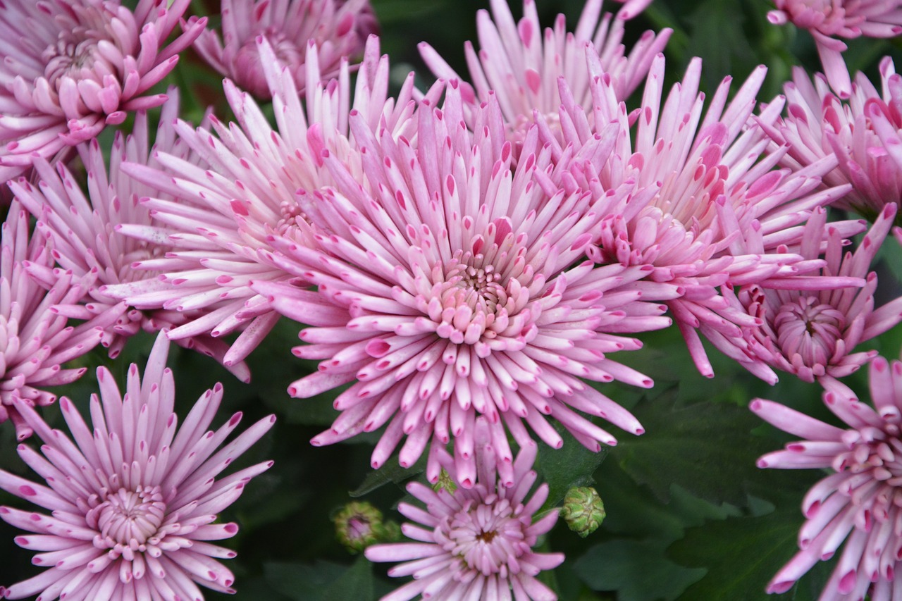 flowers flowers pink color pink flowers free photo