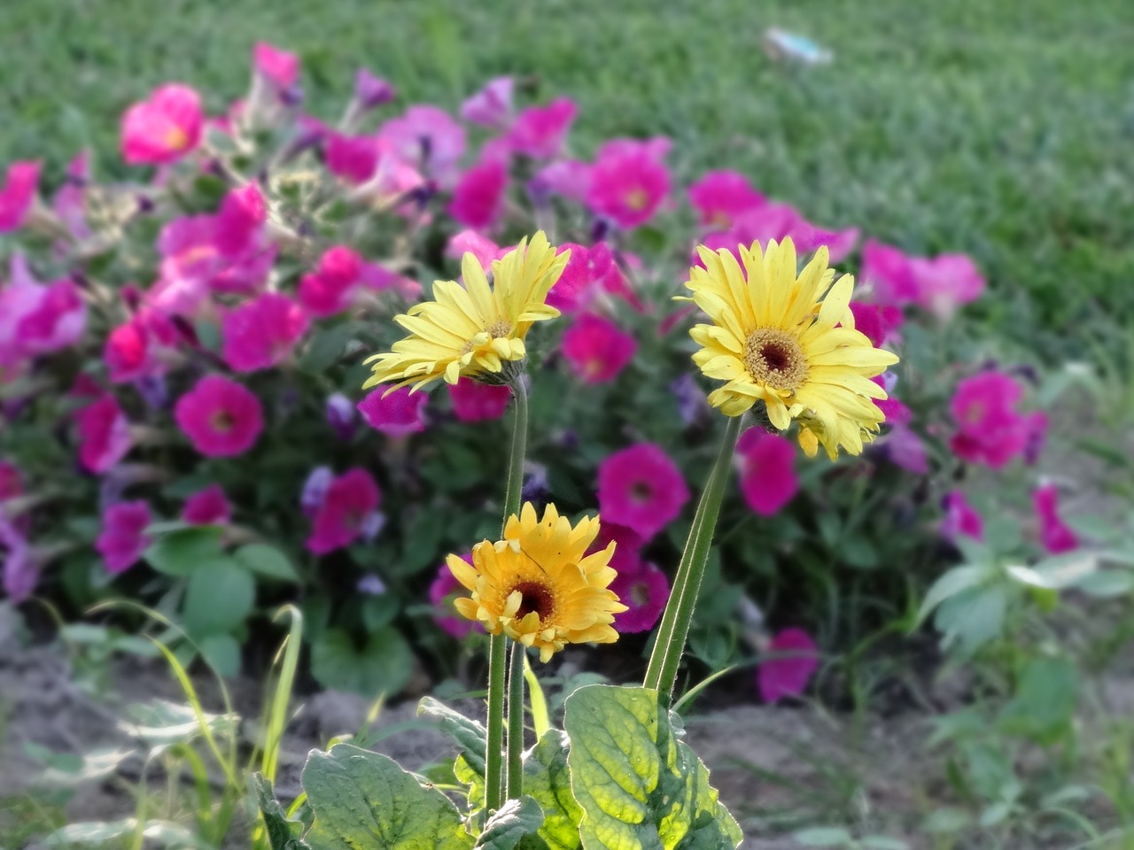 flowers daisies gerbera free photo