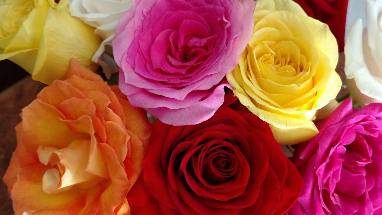 flowers colors roses free photo