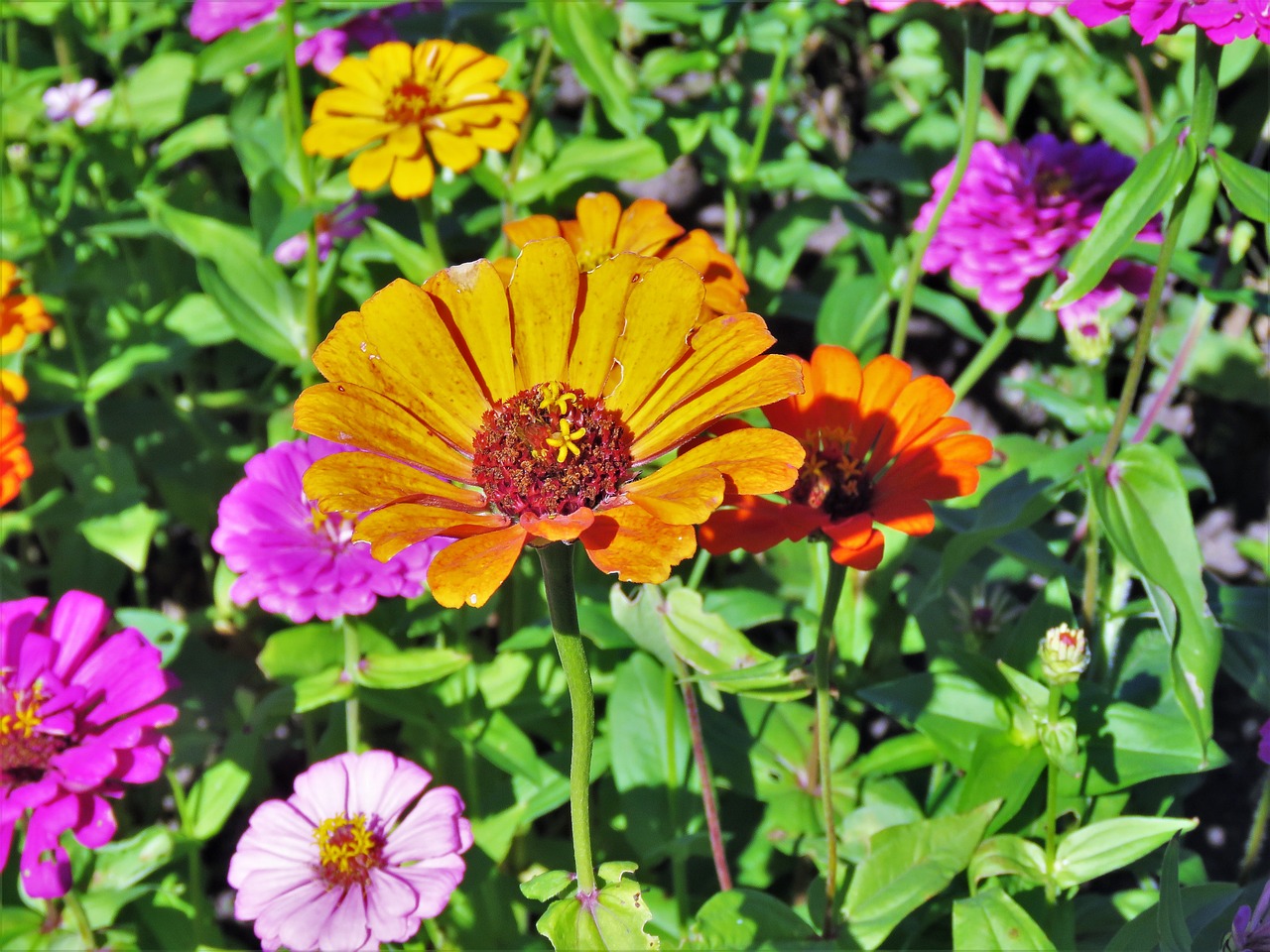 flowers colorful yellow free photo