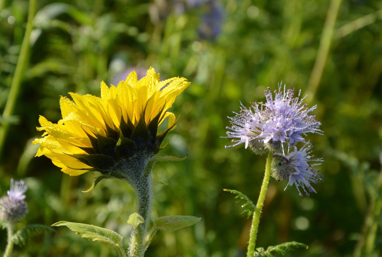 flowers flower sunflower free photo