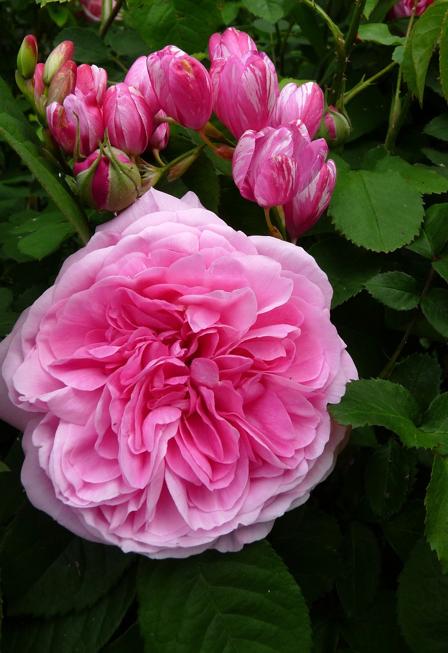 flowers pink plant free photo