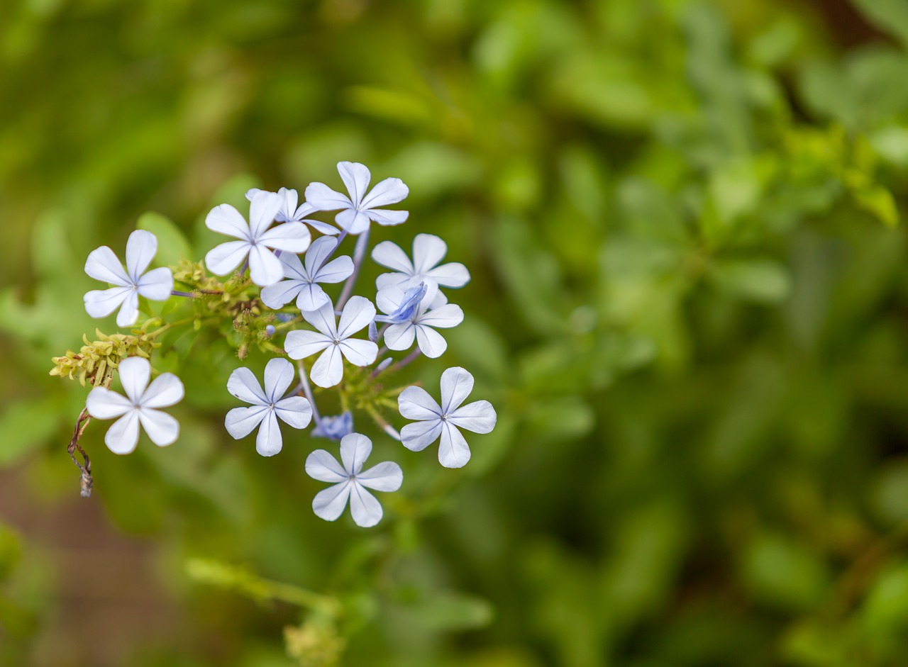 flowers garden flowers move flowers free photo