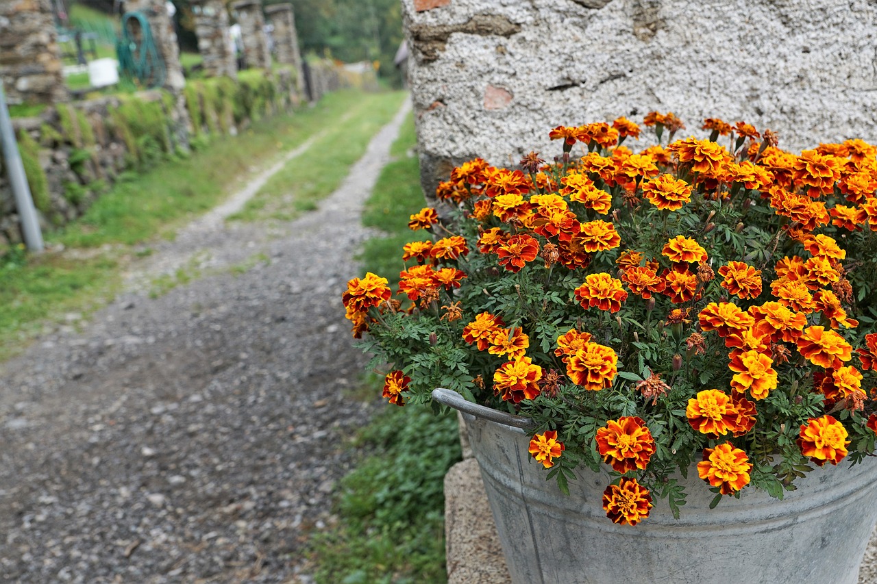 flowers road pot free photo