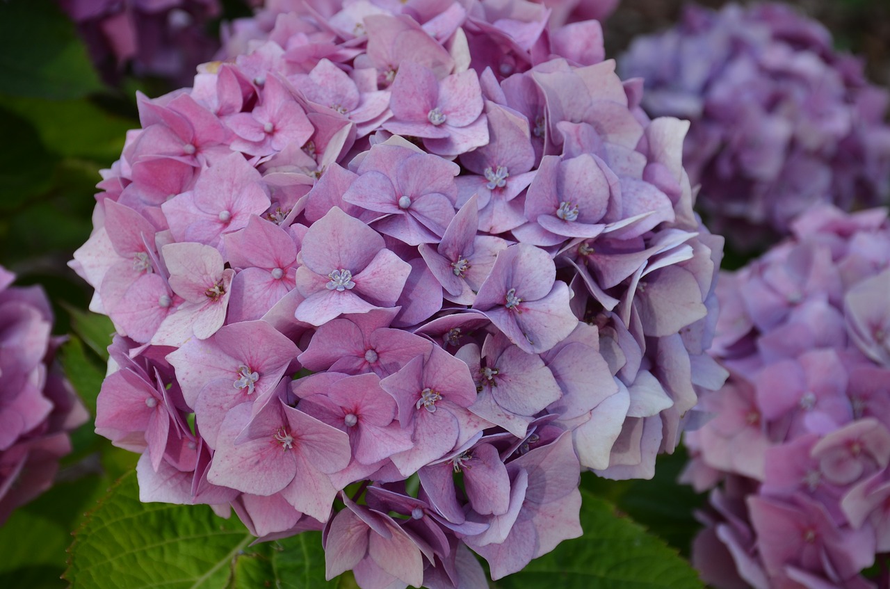 flowers purple floral free photo