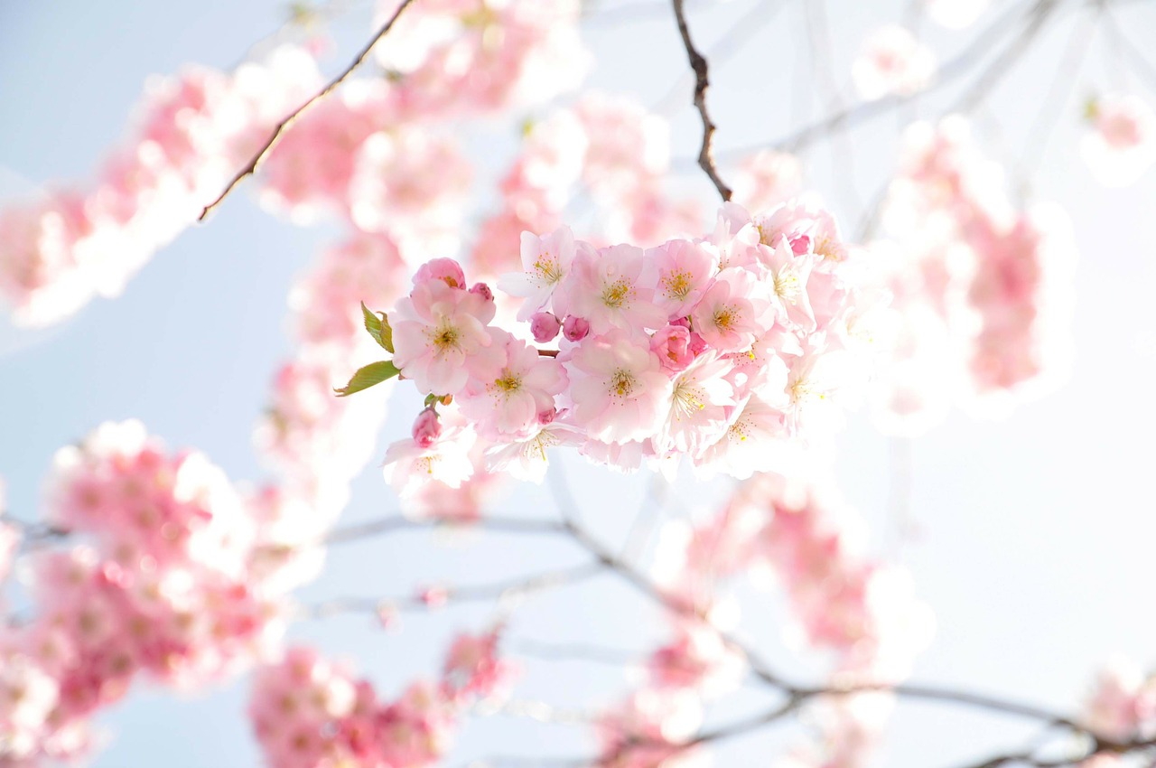 flowers blooming spring free photo