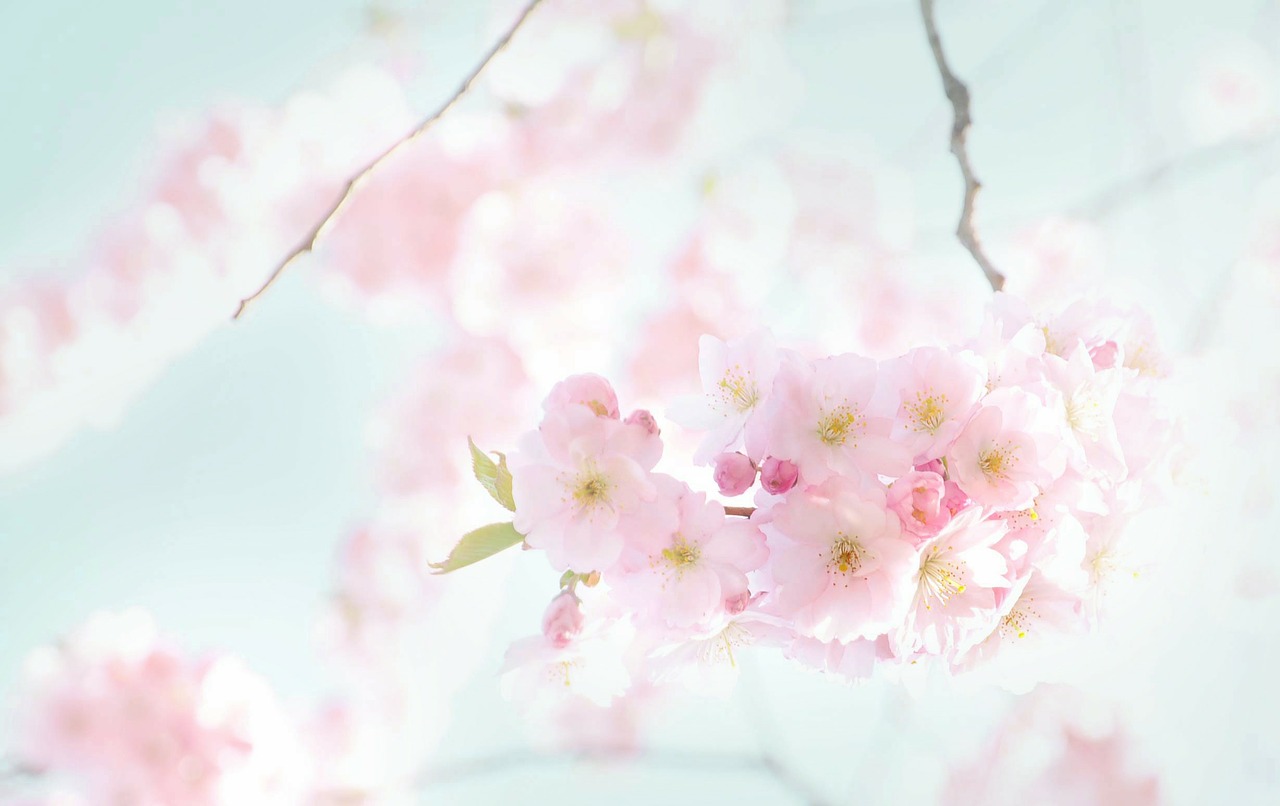 flowers blooming spring free photo