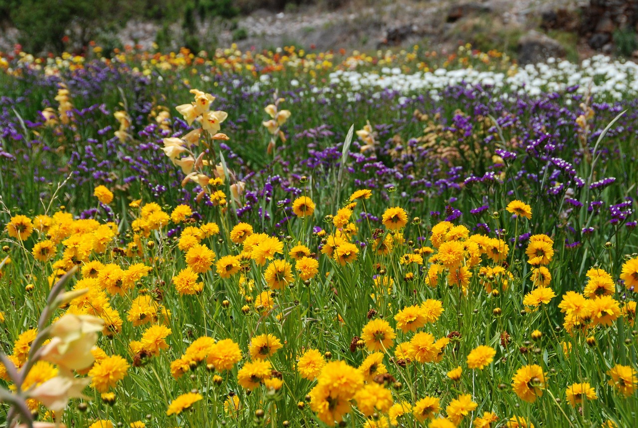 flowers field wild free photo