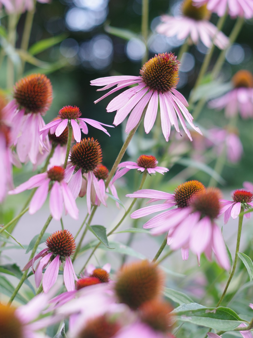 flowers flower background echinacea free photo