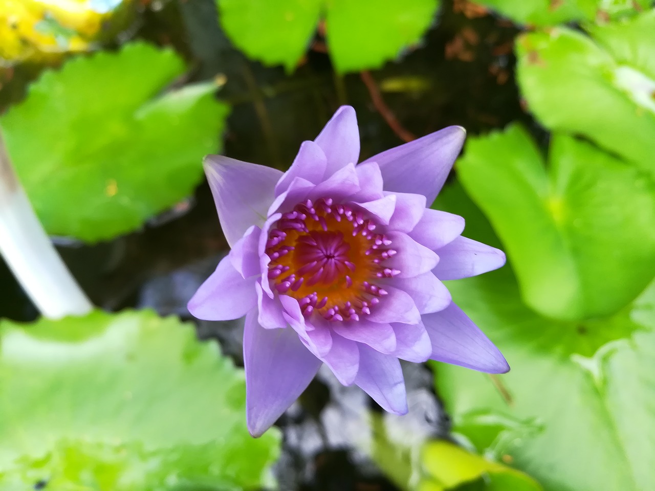 flowers purple lotus free photo