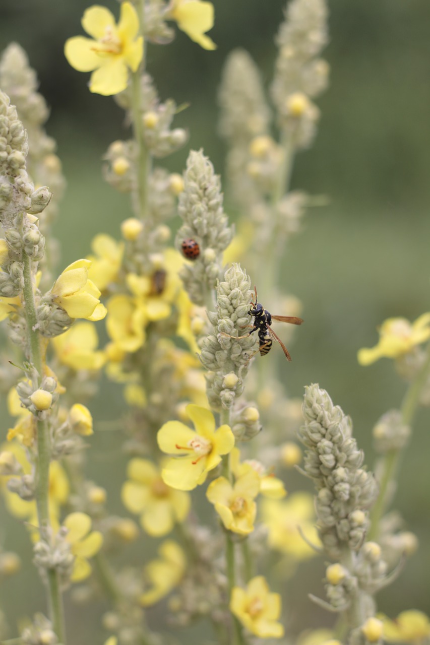 flowers wasp summer free photo