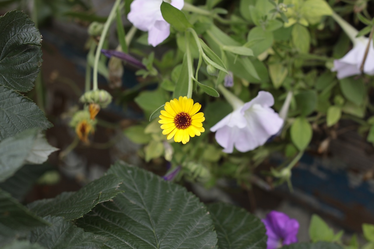 flowers vegetable garden flora free photo