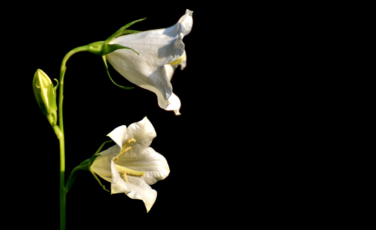 flowers bells white free photo