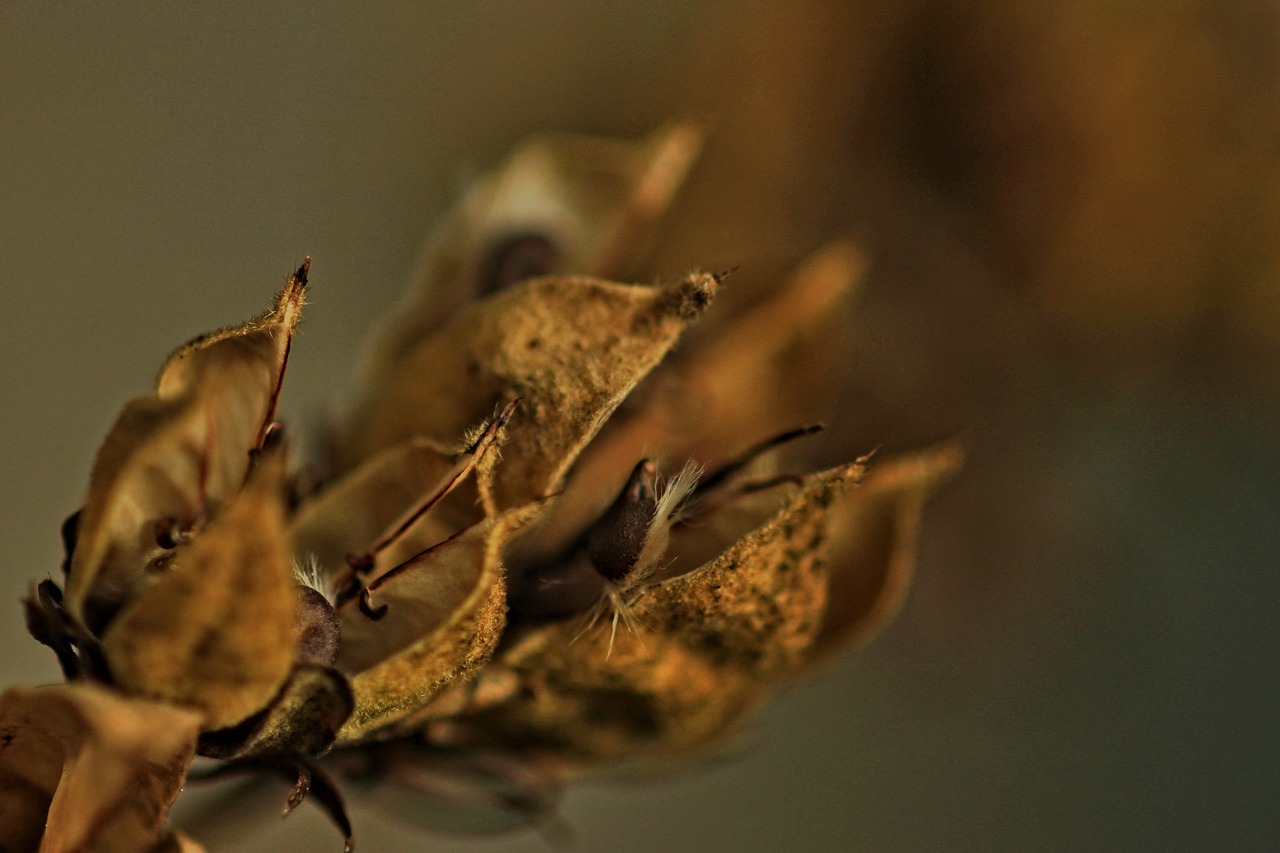 flowers seeds fall free photo