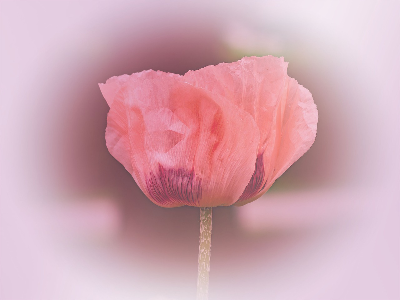 flowers poppies flora free photo